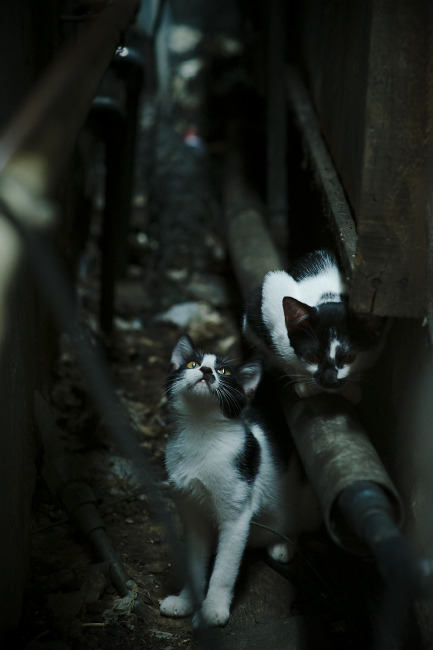 猛龙队主场失利，面临东部竞争压力，猛龙队的主场在哪里