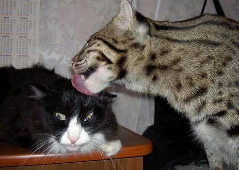 爱游戏官方网站-唐纳德·高尔的出色表现帮助袋鼠队屡屡领先对手，唐纳德古尔德