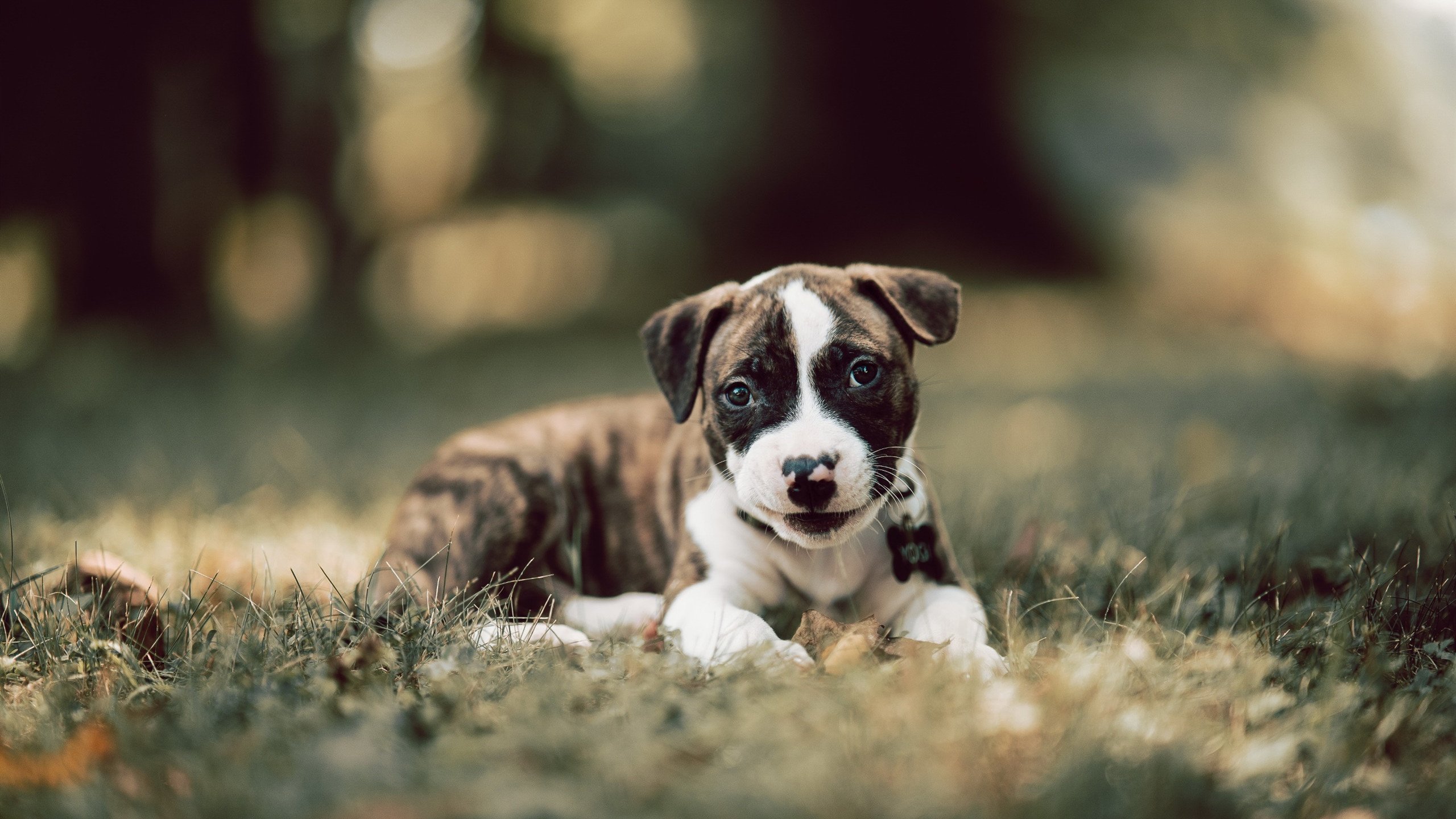 库里训练赛表现亮眼季前赛前景被看好，库里训练视频教学视频
