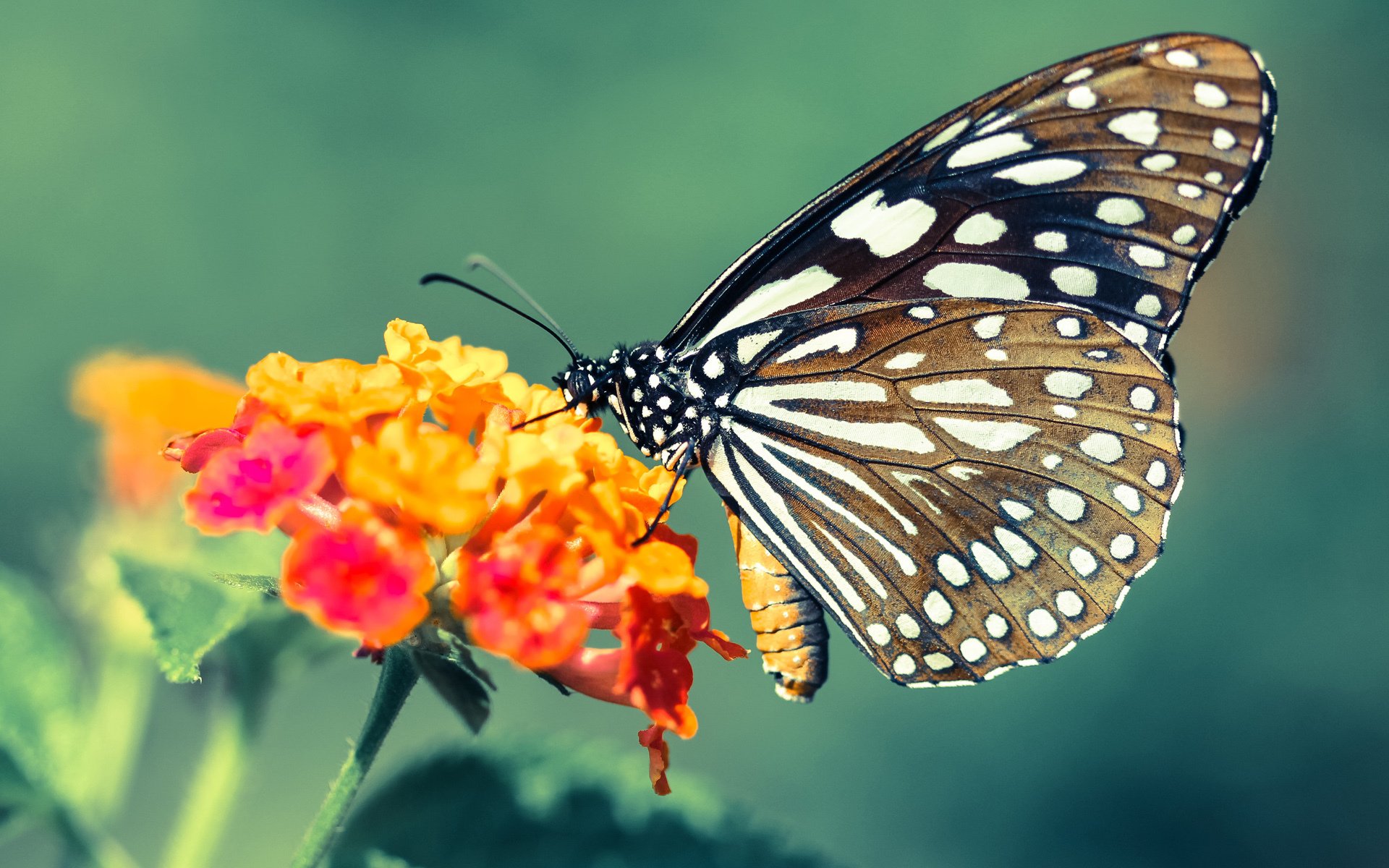 AIYOUXI.COM-新西兰全黑队依靠快速节奏主宰比赛，防守与进攻完美结合，新西兰全黑队慈善公益