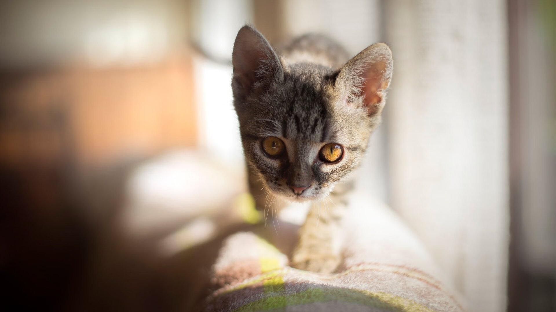 格鲁吉亚女篮在欧洲锦标赛中表现优异，勇登国际舞台，格鲁吉亚参加过欧洲杯吗