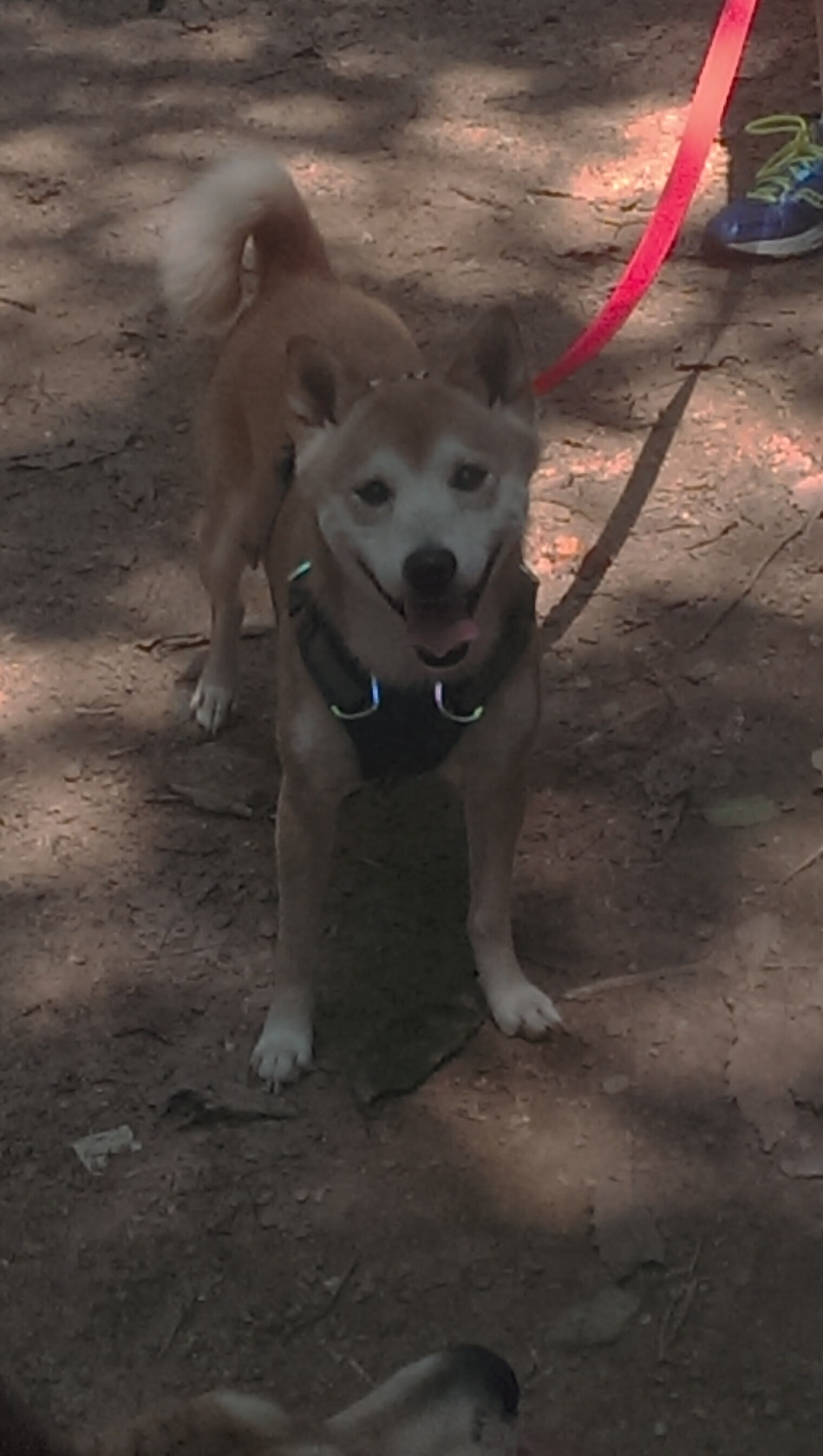 爱游戏在线登录入口-陈佳佩拉卡尼并肩出发同台竞技，陈佳妮简介