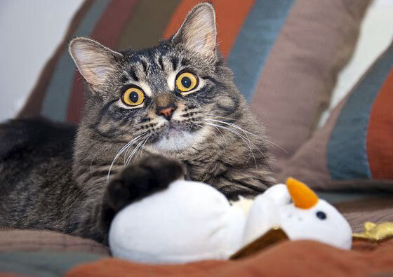 陈佳佩拉卡尼并肩出发同台竞技，陈佳妮简介